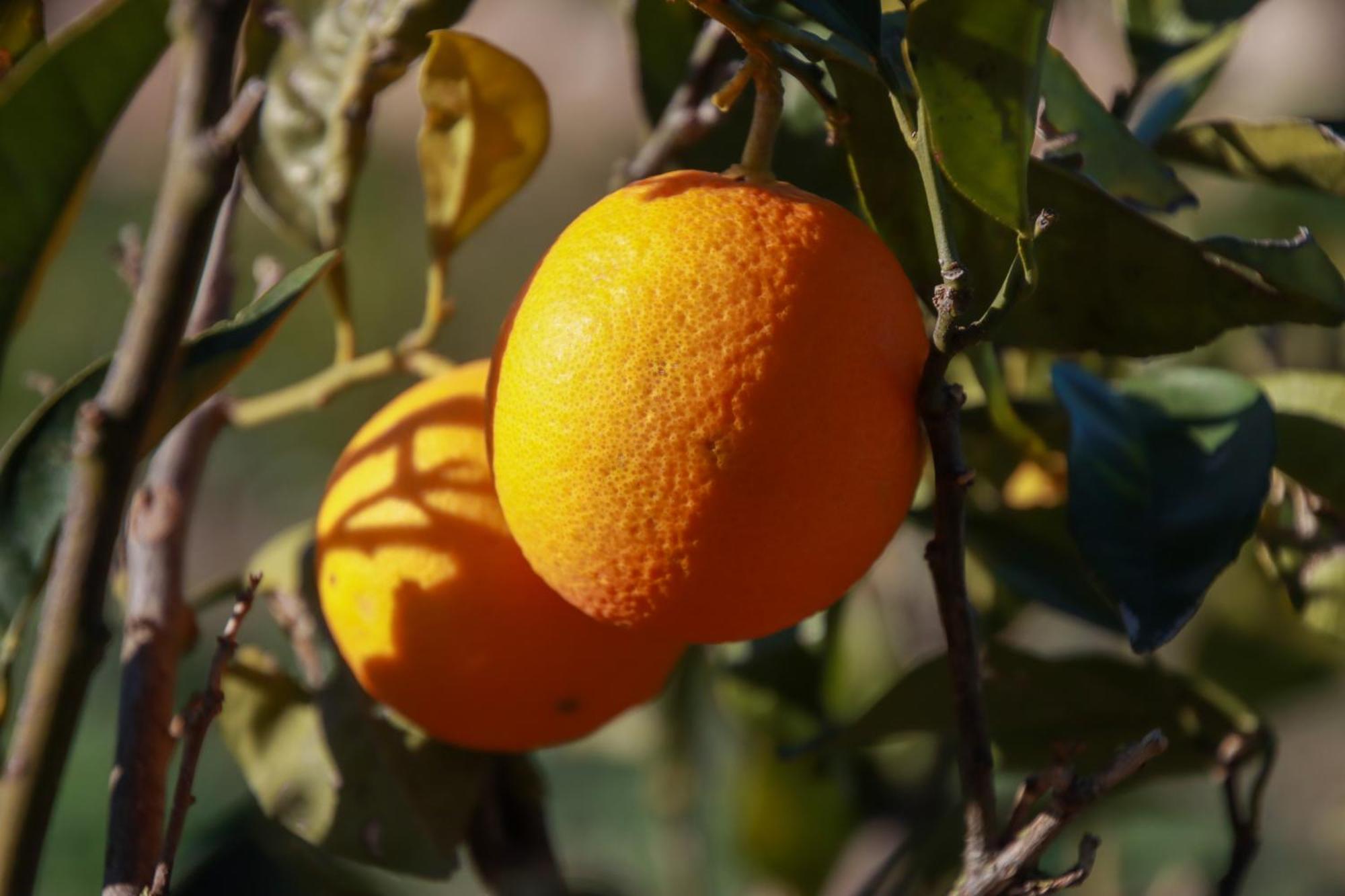 La Bella Vita Agriturismo Chiaramonte Gulfi Eksteriør billede